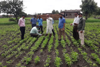 Agriculture department officials inspected soybean crops