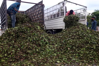 Small tea planter protest teok jorhat assam etv bharat news