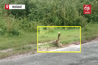 snake and mongoose fight in karwar road