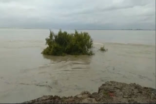 Assam flood  tree uprooted in flood  Brahmaputra crosses danger mark  Dibrugarh flood  Ring dam  അസമിൽ വെള്ളപ്പൊക്കം  വെള്ളപ്പൊക്കം  അസം  ബ്രഹ്മപുത്ര  ദിബ്രുഗഡ്  റിങ് ഡാം