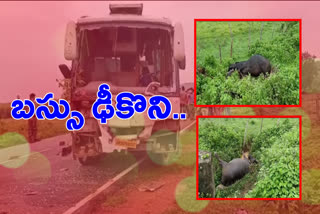 4 buffaloes killed in minibus collision