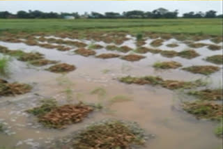 heavy rains crop loss in dwarakapuram nellore district