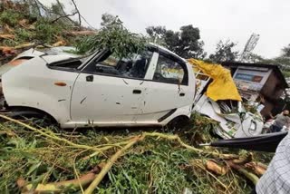 tree falls in dharamshala