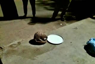 Pangolins found at vishakapatnam gopalapatnam