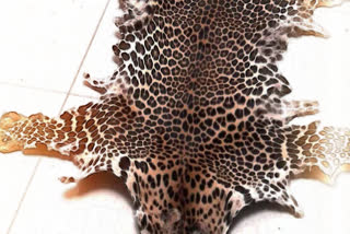 Leopard skin smuggling racket