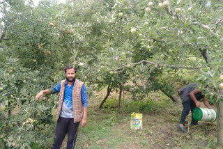 Gardener upset over not getting laborers for apple season in Dhargaura