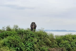 wild elephant rescue at palashbari
