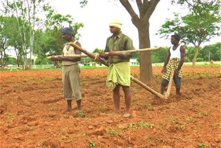 farmers stugging hard to cultivate the crop