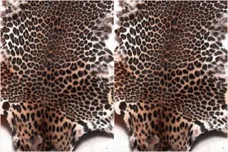 Leopard skin smuggling  Leopard skin  Seoni  Seoni news  Dhuma forest  ഭോപാൽ  സിയോണി