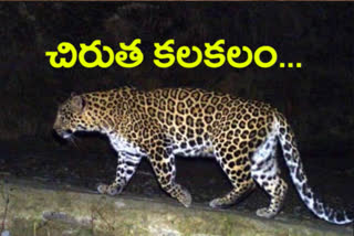 leopard attack in rangareddy district villages