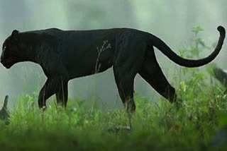 black-panther-seen-at-kokan-video-goes-viral