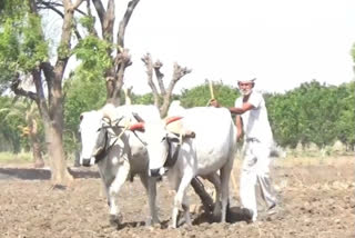 Farmer