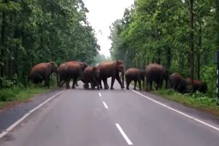 elephant_herd