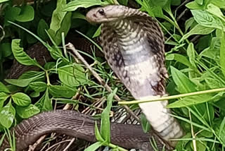 A man was trying to catch a cobra, but meanwhile it bites him