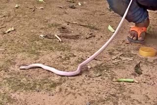 snake albino comman krait