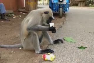 Monkey sips tea in his own mood