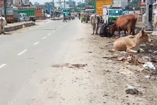 Stray cows increased problems of passers-by and drivers in Nangloi