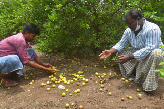 losses in lemon crop due to corona