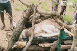 deer died in korba