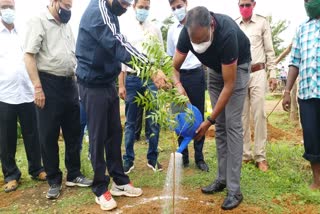 Second stage of plantation