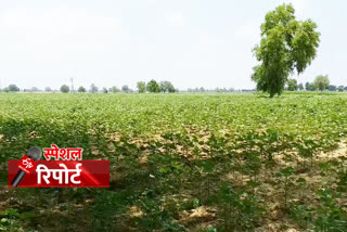 cotton farming increased due to my water my heritage plan in sirsa