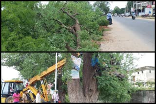 ରାସ୍ତା ସମ୍ପ୍ରସାରଣ ନାଁରେ ବଳି ପଡିଲା ଶହଶହ ବୃକ୍ଷ