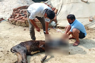 Treatment of injured animal in Muradnagar