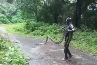 15 feet long King Cobra rescued in coimbatore