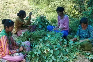 farmers of Saluni