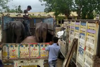 भैंसों से भड़ी पिकअप जब्त, Pickup seized for carrying buffaloes