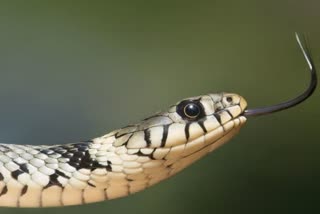 snake bites and deaths in india