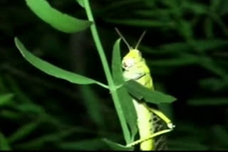 locust swarm attack in bhiwani