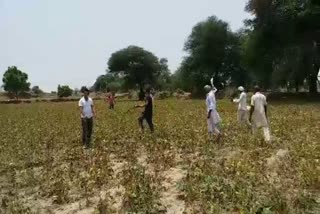 Locust party attack in Sirsa fields