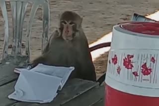 monkey disturbed policeman on duty in jalandhar