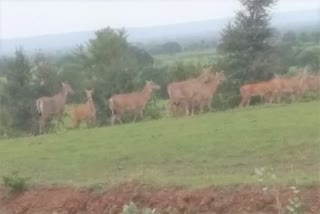 Nilgai is causing damage to crops