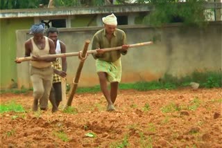 Farmers working as pair of oxen