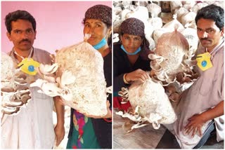 kundan lal of mandi district is earning millions from mushroom production