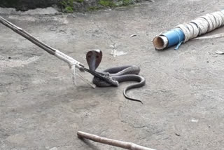 cobra-found-in-balaghat Forest department rescued