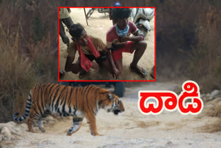 a-tiger-attacked-on-two-young-mans-near-kammargam-bejjur-mandal-kumaram-bheem-district