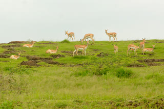 rain have solved the problem of deer food and water in  Yeola