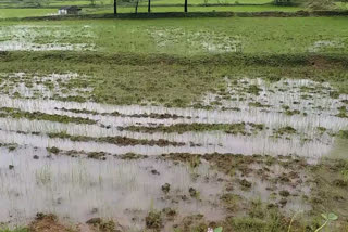 rain in janjgir champa