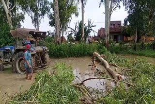 trees fell due to storm and rain in guhla cheeka