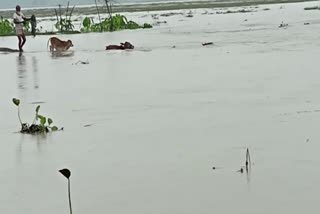 assam flood