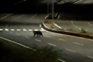 bear wanders at srisailam ring road in kurnool