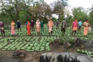 31-minor-forest-produce-purchased-in-chhattisgarh