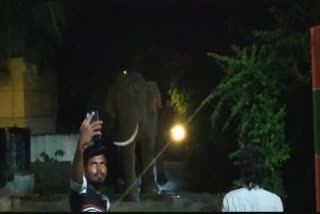 திருப்பத்தூர் மாவட்டம்  கிருஷ்ணாபுரம்  காட்டுயானை  thirupatthur news  krishnapuram  elephant