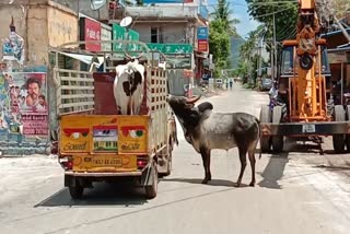 வைரலாகும் காளையின் பாசப் போராட்டம்!