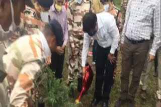 ITBP Soldiers planted saplings in Taradevi shimla