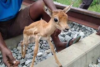 Just born Deer