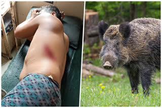 Wild boar hit Farmer injured